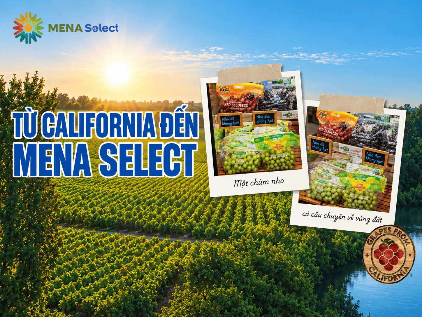 Nho California - Hành Trình Từ Vùng Đất Nắng Đến Bàn Ăn