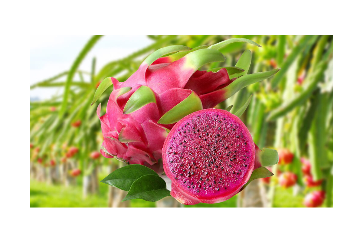 Thanh Long Đỏ Loại 1 Avenues Trái 500g Up