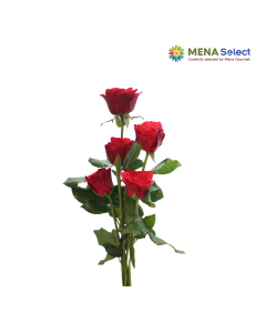 Hoa hồng (10 cành)