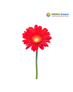 Hoa Đồng Tiền (10 cành)