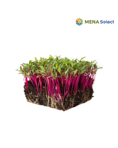 Mầm Dền Đỏ Hộp 50g