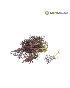 Mầm Mizuna Đỏ Hộp 50g