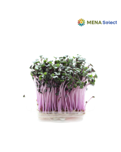 Mầm Cải Tím Hộp 200g