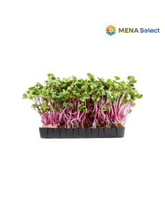 Mầm Củ Cải Đỏ Hộp 200G