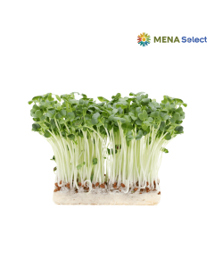 Mầm cải trắng hộp 100g