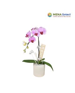 Lan Loại Trung (Size 3.5)