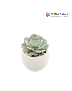 Sen Đá Mini 1 Cây