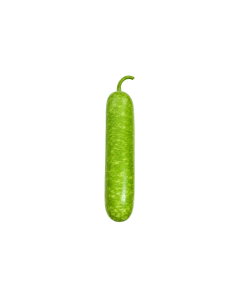 Bầu sao Kata hữu cơ (0.9-1Kg)