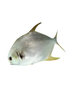 C&aacute; Chim Trắng Biển Tươi PGP Khay 300g