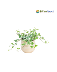 Chậu Nguyệt Quế Mini