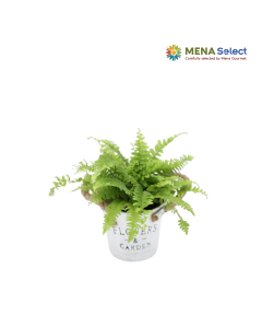 Chậu Dương Sỉ Mini