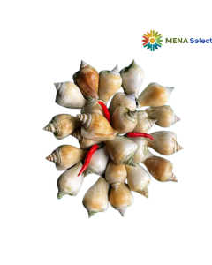 Ốc Nhảy Tân Hải Hòa Túi 500g