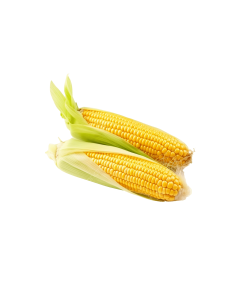 Trái Bắp Giống Mỹ Cặp