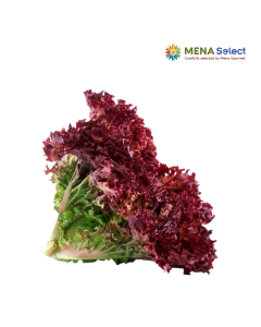 Xà Lách Lollo Đỏ BioNgon Gói 125-145g