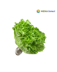 Rau Xà Lách Lollo Xanh Thủy Canh 250g